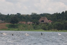 Lago Victoria y pelícanos (Uganda)
