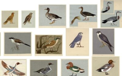 Un álbum de acuarelas de aves y animales de Howard Carter Carter MSS. vii.1