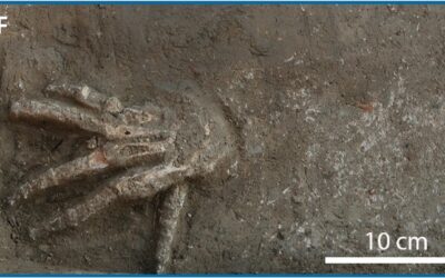Primeras pruebas osteológicas de manos cortadas en el Antiguo Egipto (en inglés)